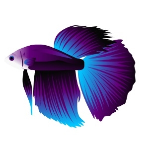 Purple Ice Betta